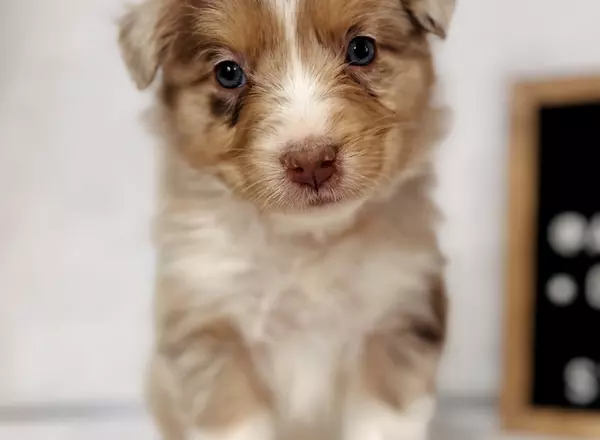 Australian Shepherd - Willow rmf