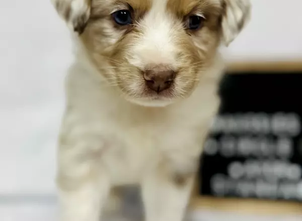 Australian Shepherd - Poppy