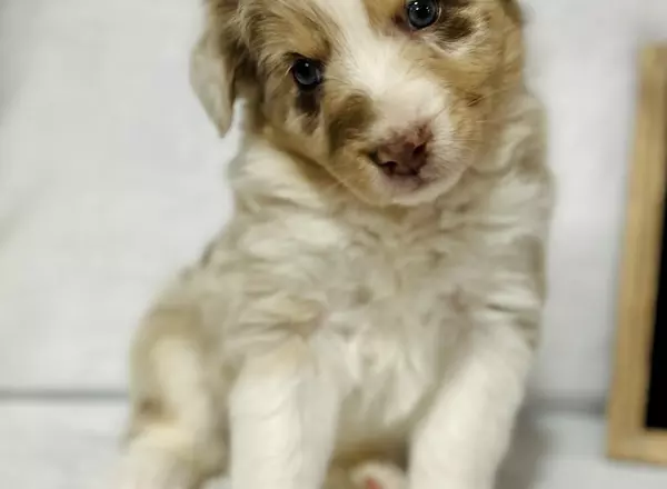 Australian Shepherd - AKC Vanilla