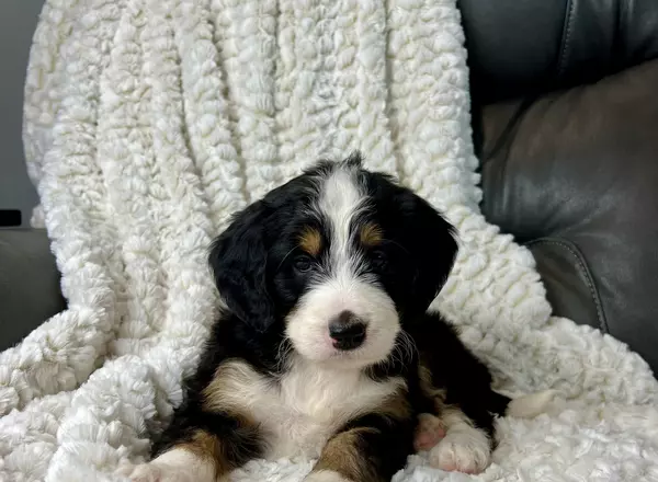 Mini Bernedoodle - Shiloh