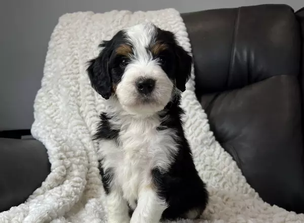 Mini Bernedoodle - Wyatt