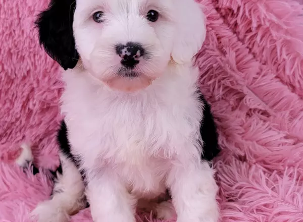 Mini Sheepadoodle - Phoebe