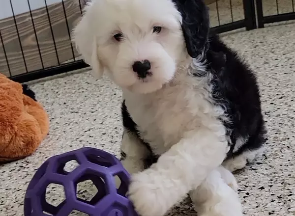 Mini Sheepadoodle - Payton