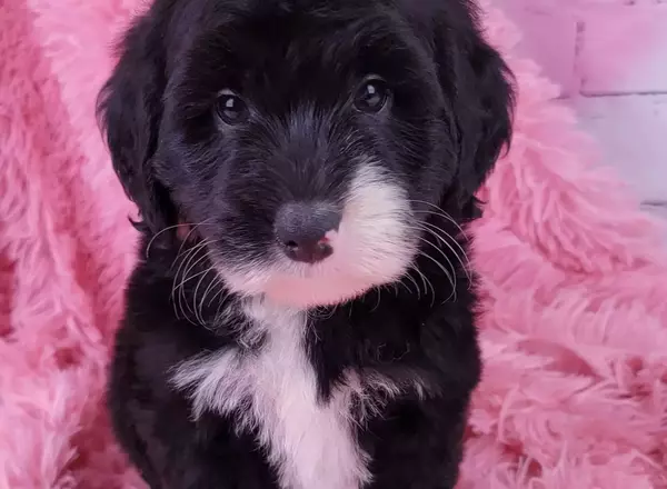 Mini Sheepadoodle - Pebbles