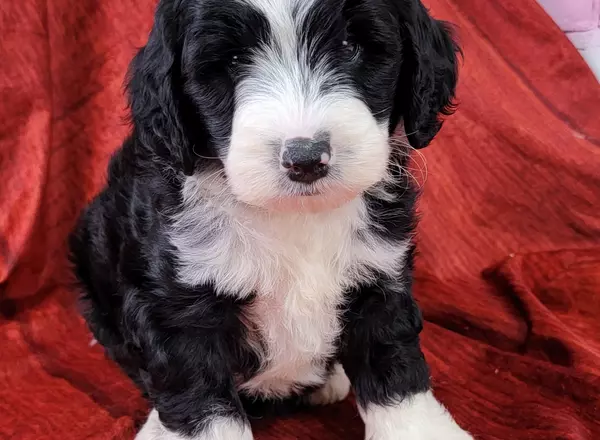 Mini Sheepadoodle - Paddi