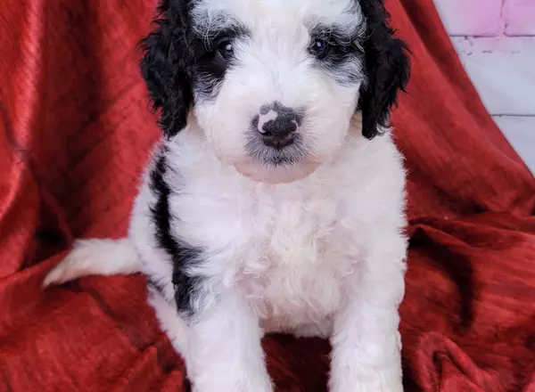 Mini Sheepadoodle - Pandra