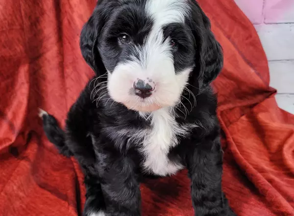 Mini Sheepadoodle - Padre