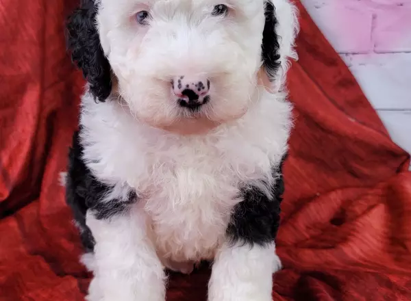 Mini Sheepadoodle - Pokey