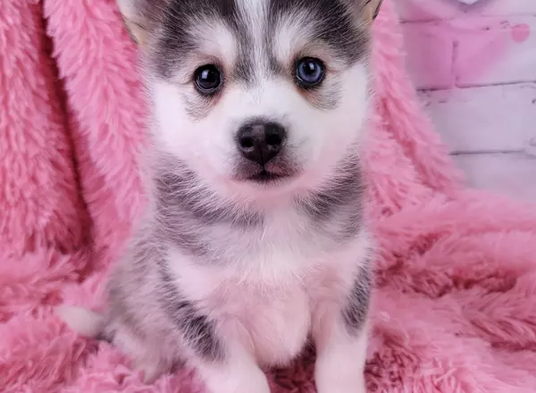 Pomsky - Mishka