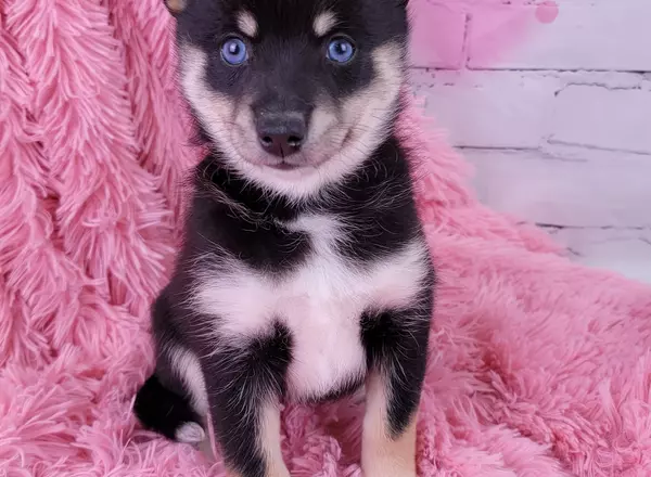 Pomsky - Maya