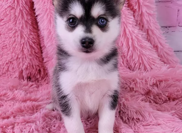 Pomsky - Dakota