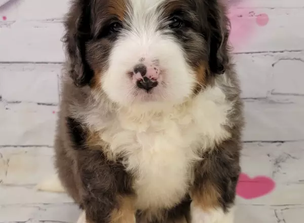 Mini Bernedoodle - Marcel