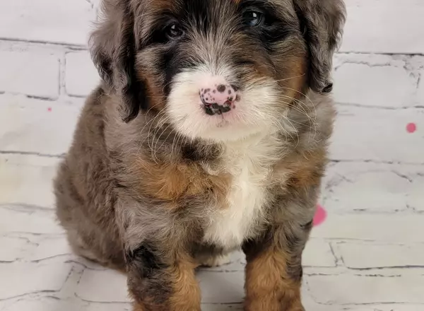 Mini Bernedoodle - Moby