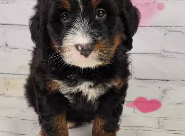 Mini Bernedoodle - Mick