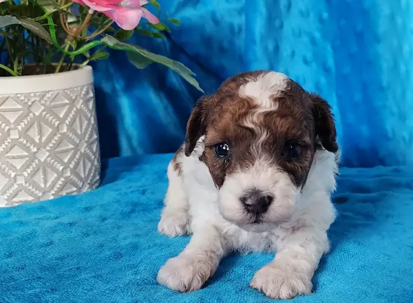 Miniature Poodle - Molly