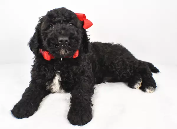 Standard Poodle - Cooper