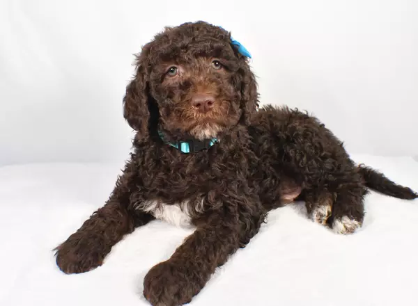 Standard Poodle - Chip