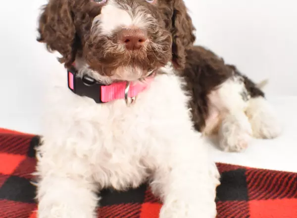 Standard Poodle - Carly