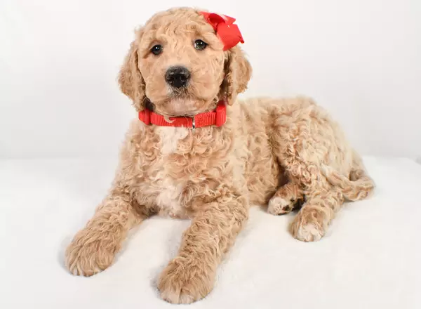 Standard Poodle - Cody
