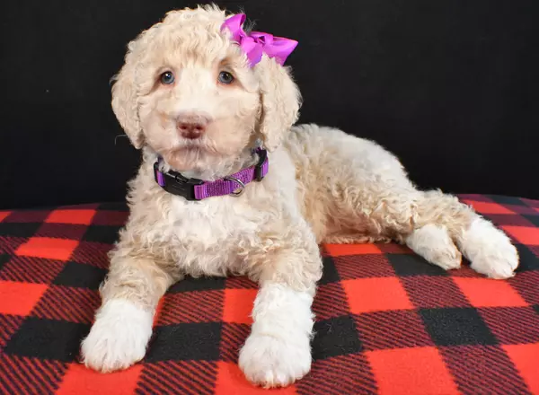 Standard Poodle - Cupcake