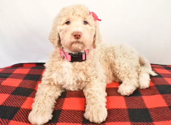 Standard Poodle - Carmel