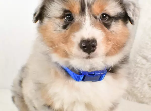 Australian Shepherd - Ringo