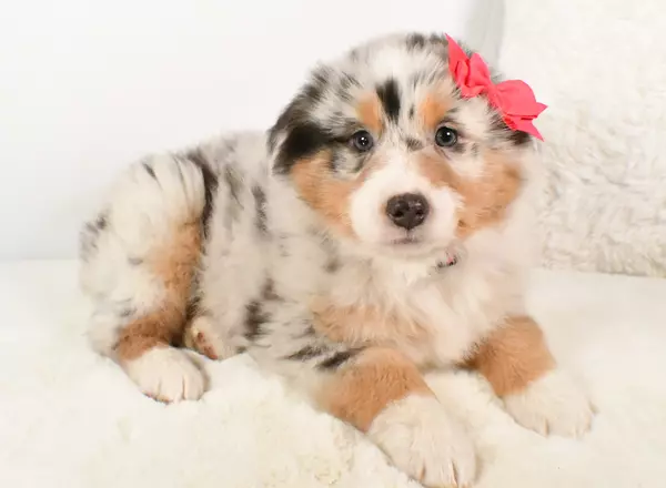 Australian Shepherd - Rosie