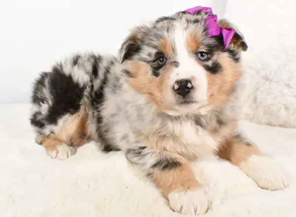 Australian Shepherd - Ruby