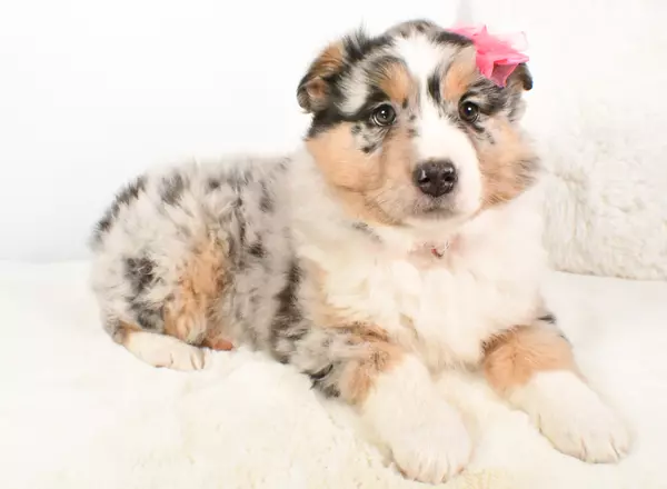 Australian Shepherd - Roxy