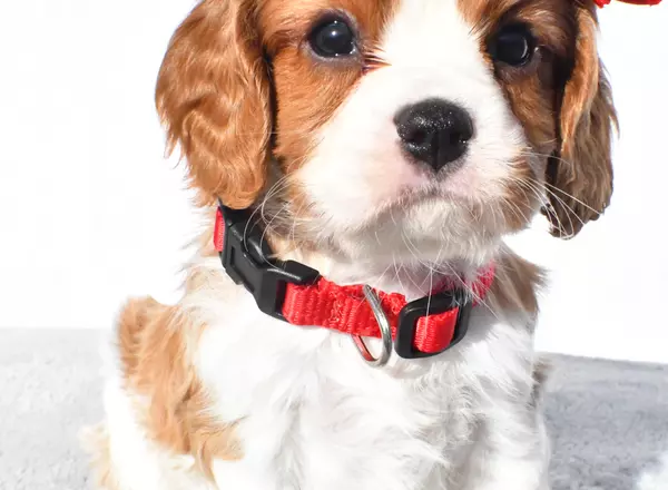 Cavalier King Charles Spaniel - Murphy