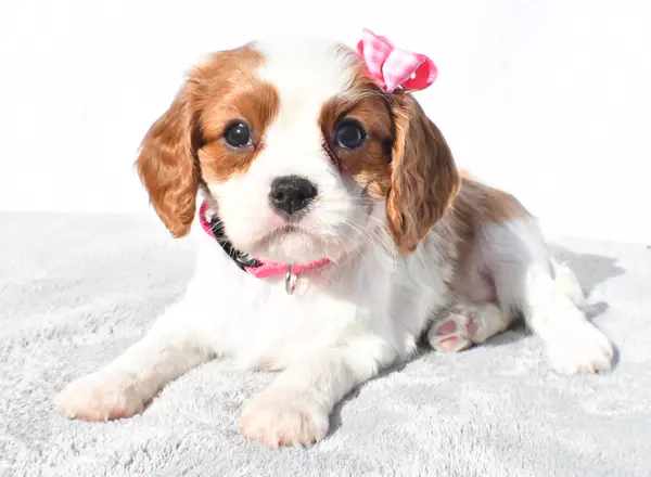 Cavalier King Charles Spaniel - Millie