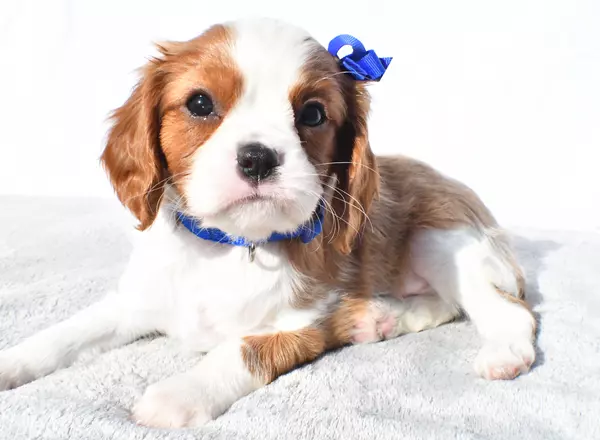 Cavalier King Charles Spaniel - Marshall