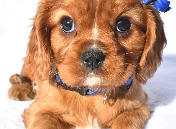 Cavalier King Charles Spaniel - Maverick