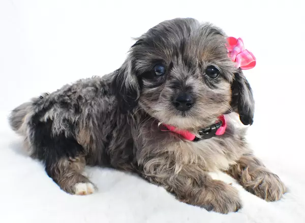 Mini Aussiedoodle - Roxanna