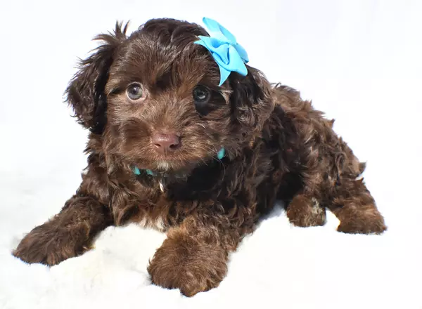 Mini Aussiedoodle - Rubble