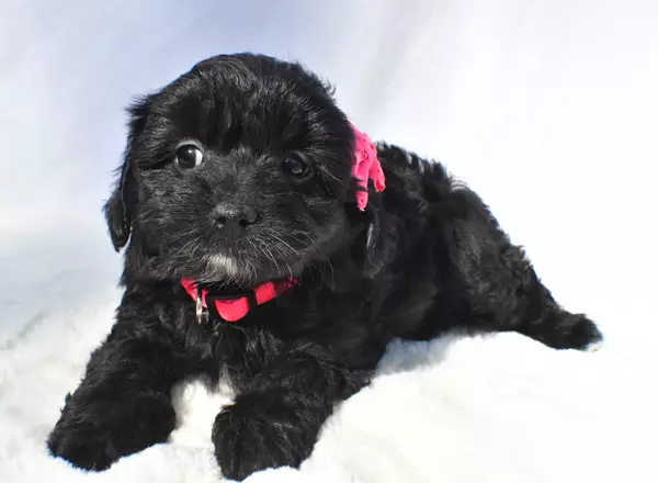 Mini Aussiedoodle - Ruth