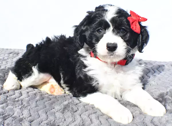 Mini Aussiedoodle - Nickie