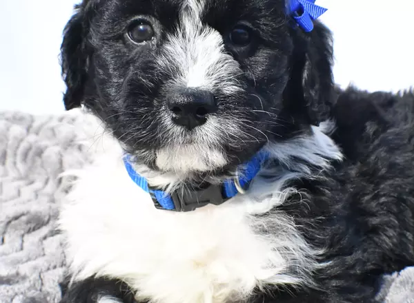 Mini Aussiedoodle - Nemo