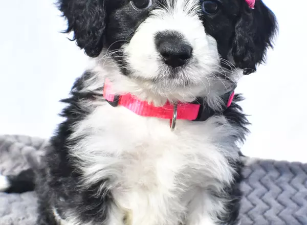 Mini Aussiedoodle - Nancy