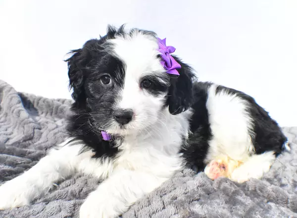 Mini Aussiedoodle - Trixie