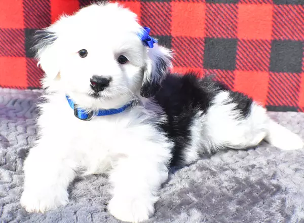 Mini Aussiedoodle - Theo