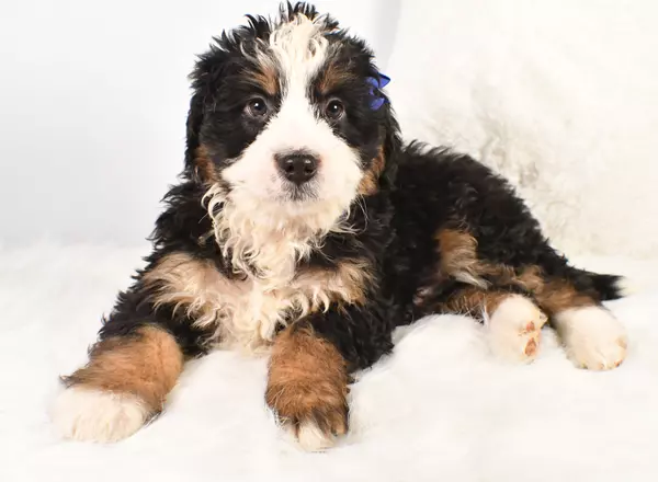 Mini Bernedoodle - Frank