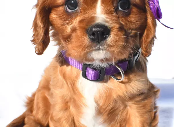 Cavalier King Charles Spaniel - Maddie