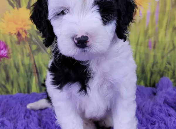 Mini Sheepadoodle - Doug