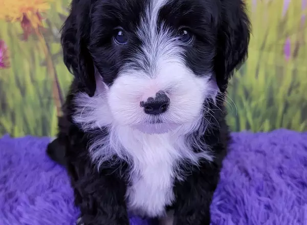 Mini Sheepadoodle - Denali