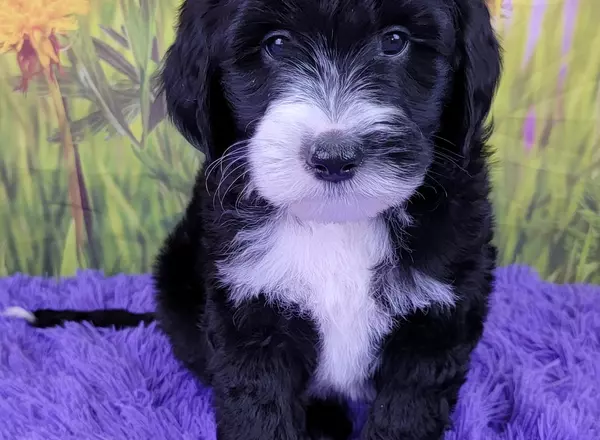 Mini Sheepadoodle - Dansby