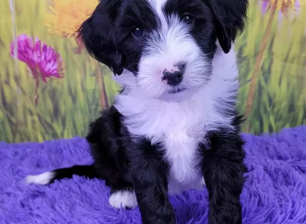 Mini Sheepadoodle - Dallas