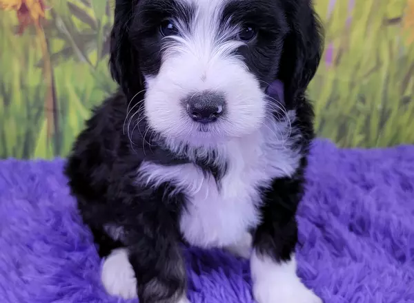 Mini Sheepadoodle - Denver