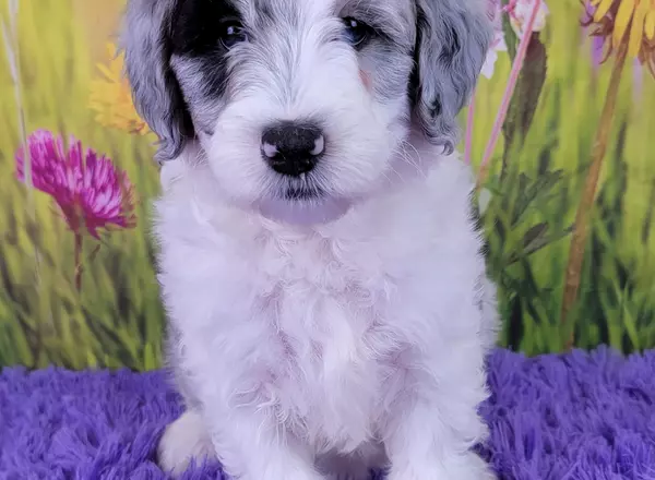 Mini Sheepadoodle - Dixie