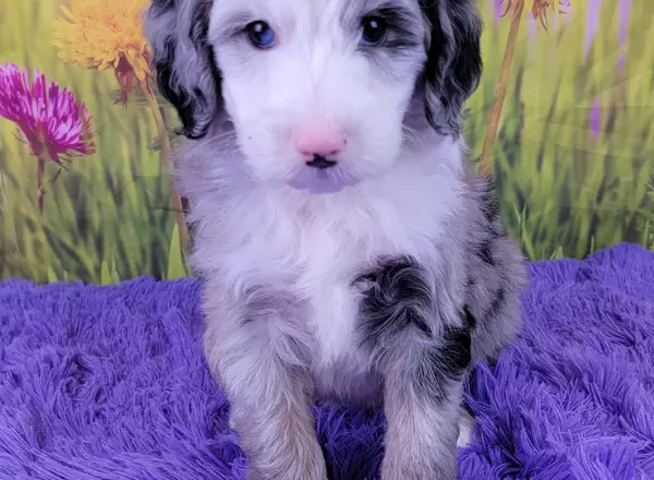 Mini Sheepadoodle - Dodie